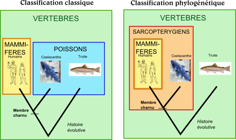 800px-Comparaison_classification