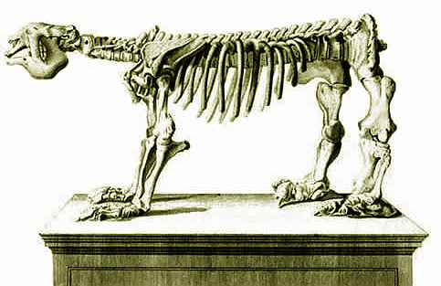 Dessin de cuvier représentant le Megatherium, (sans sa queue), un paresseux géant d'Amérique du Nord (autrefois nommé Megalonyx ou Mégathère de Jefferson), dont le nom scientifique est Megatherium
